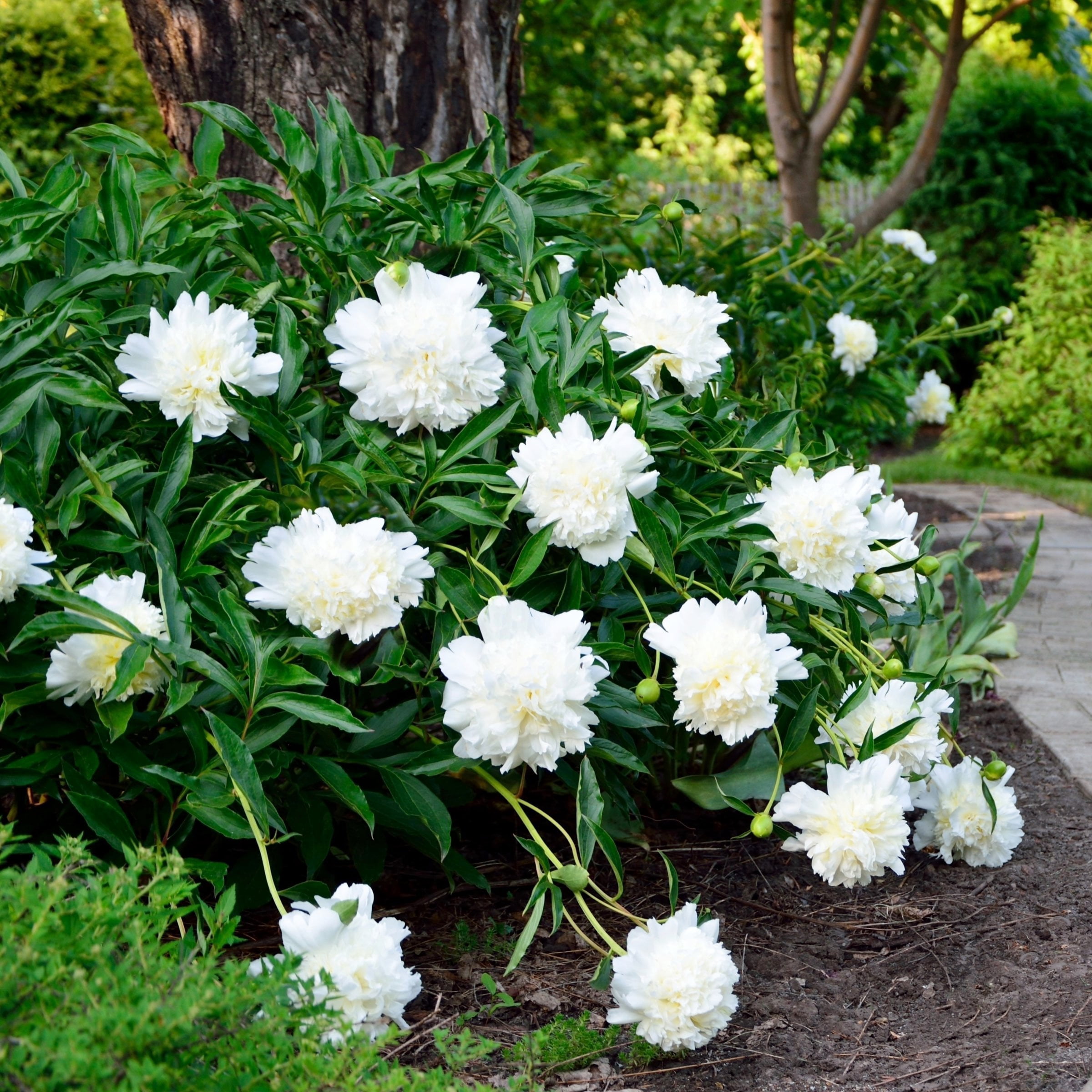 National Plant Network Peony Bulbs White Blooming (3-Pack)