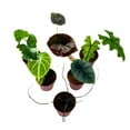 thumbnail image 2 of Rare Alocasia Assortment, 2 inch Set of 6, Jewel Variegated Jacklyn, Cuprea Pixie Plants, 2 of 5