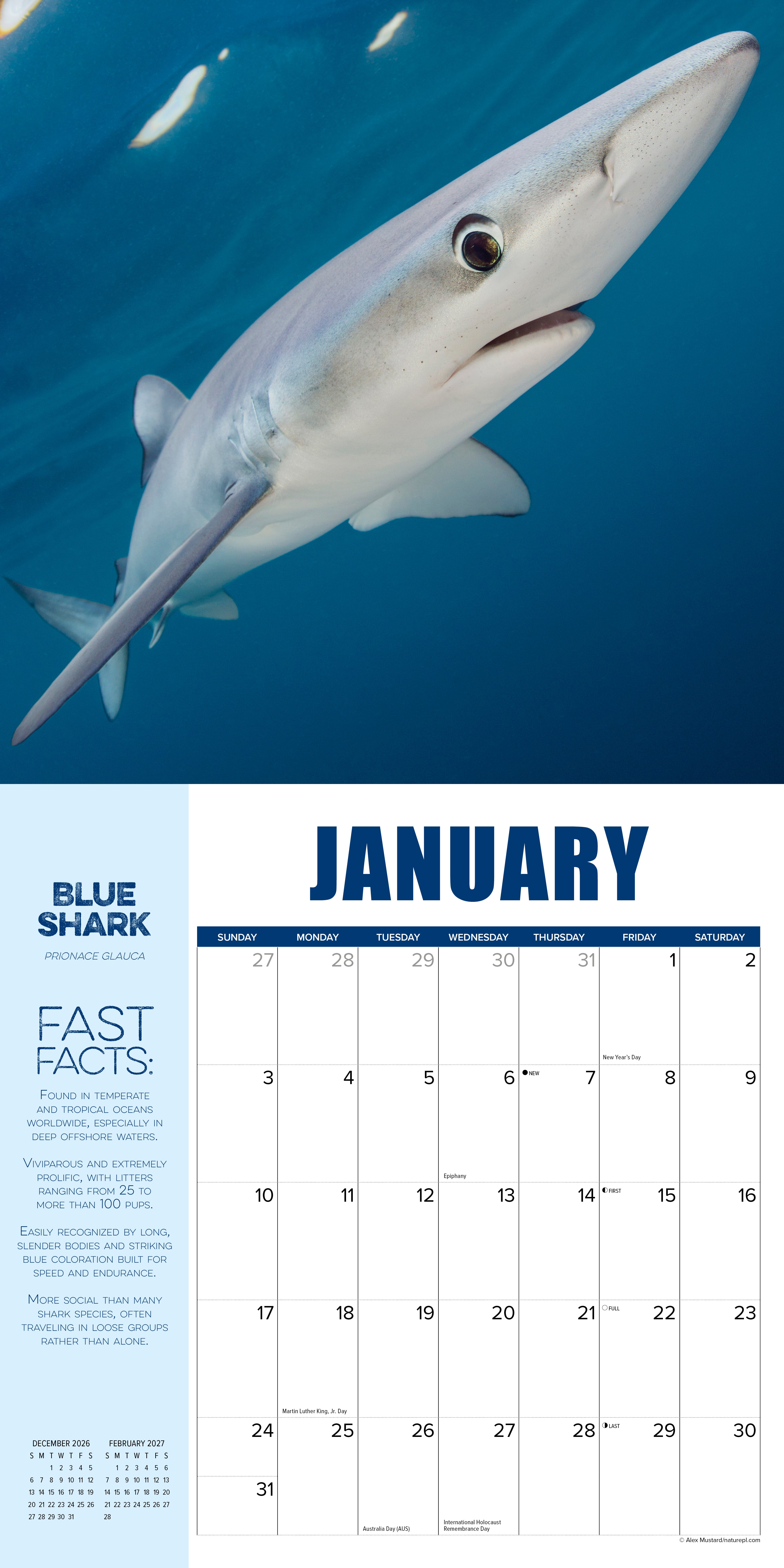 Willow Creek Press, Shark Year 2027 Wall Calendar