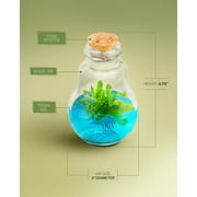 Venus Fly Trap Plant Terrarium, Self-Growing, Maintenance Free, 100% Growth Guarantee, 2 x 2 x 3 inches