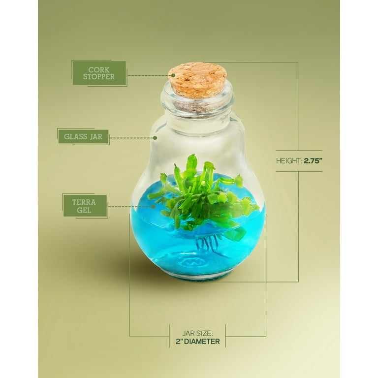 Venus Fly Trap Plant Terrarium, Self-Growing, Maintenance Free, 100% Growth Guarantee Venus Fly Trap Plant Terrarium, Self-Growing, Maintenance Free, 100% Growth Guarantee