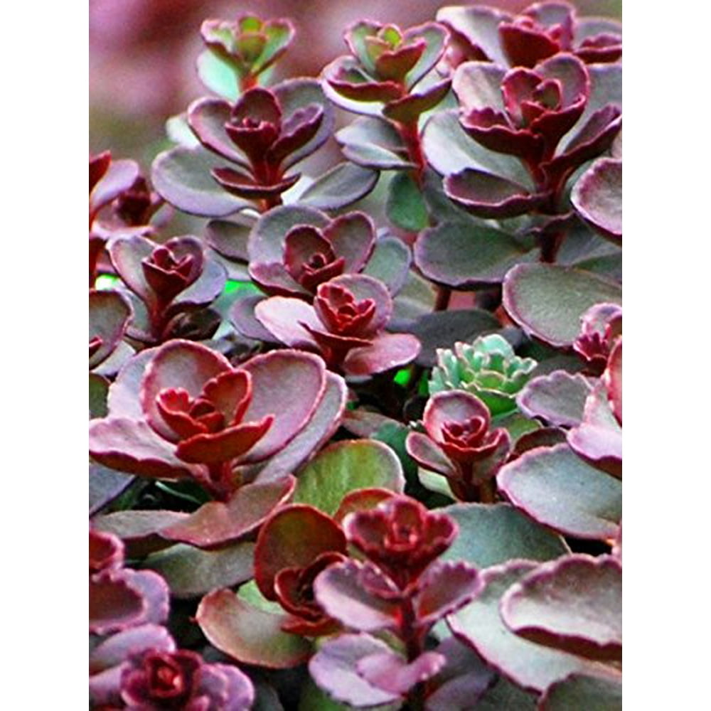 Perennial Farm Marketplace Sedum spurium 'Voodoo' (Stonecrop) Groundcover, 1 Quart, Rosy Red