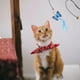 thumbnail image 5 of 2 uds puerta colgante que rebota gato juguete gatito mascota juguete lindo juguete, 5 of 5