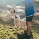 thumbnail image 4 of Juguetes para perros, juguetes para perros, pelotas para perros, pelota de fútbol para perros interactiva de 15 cm x 15 cm para interiores y exteriores, 4 of 5