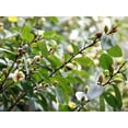thumbnail image 4 of Banana Shrub Magnolia Tree – Fragrant Evergreen Shrub with Banana-Scented Creamy Yellow Blooms, 4 of 6
