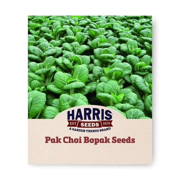 Harris Seeds Bopak F1 Pak Choi, Non-GMO Bok Choy Asian Vegetable Variety, 250 Count