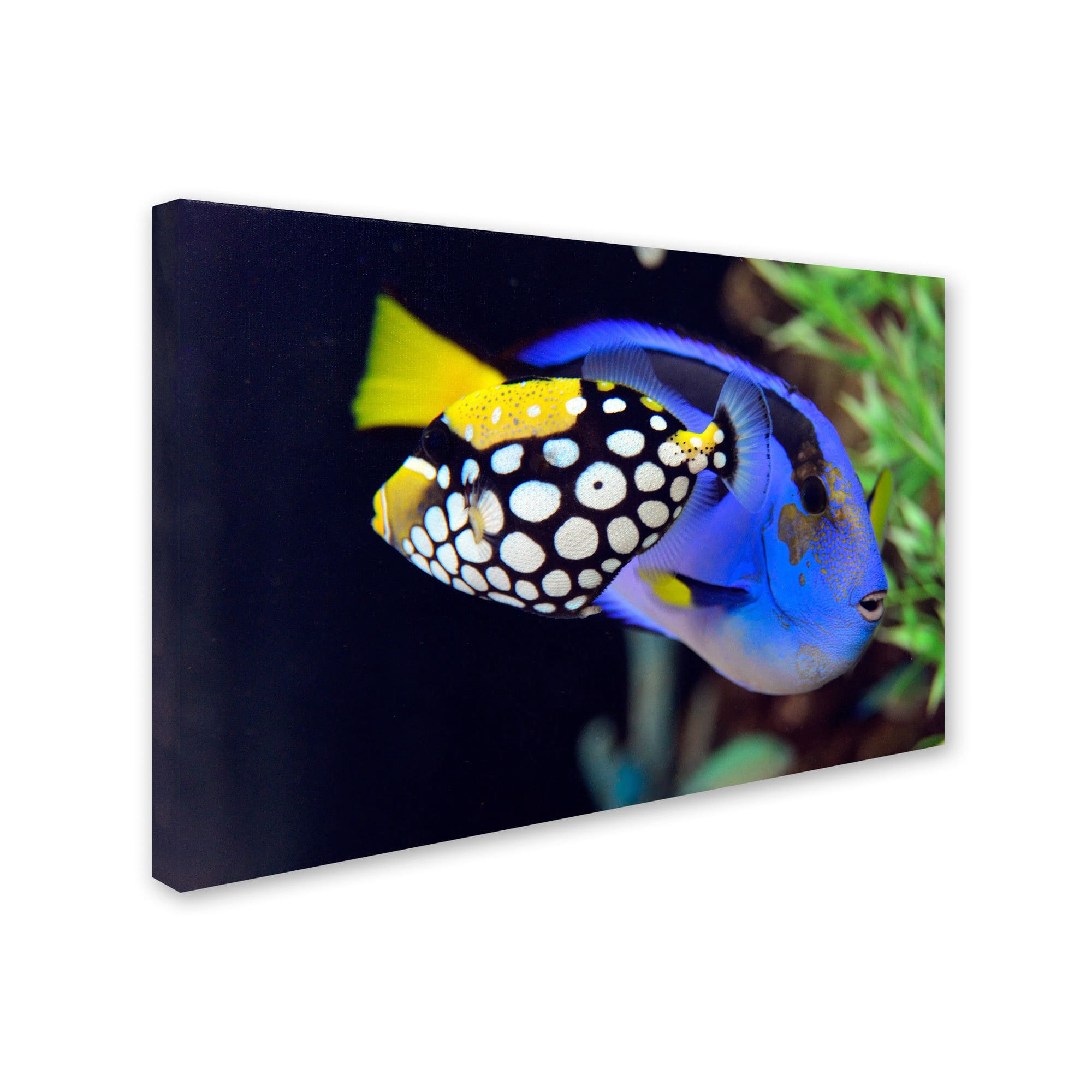 Trademark Fine Art "Colorful Tropical Fish" Canvas Art by Kurt Shaffer
