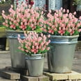 thumbnail image 4 of Topboutique Artificial Tulips Fake Flowers 6 Bundles 30 Heads Faux Plastic Plants UV Resistant Silk Fabric Tulip for Home Outside Garden Porch Window Farmhouse Decor (Light Pink), 4 of 7