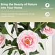 thumbnail image 3 of Árbol de camelia artificial Goplus de 36 pulgadas, paquete de 2 con maceta, rosa, 3 of 8