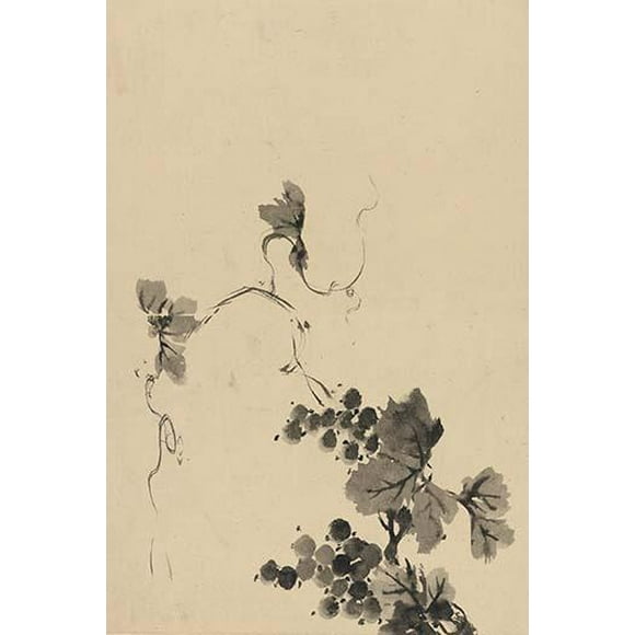 Wine Grape Vine- Fine Art Canvas Print (20" x 30")