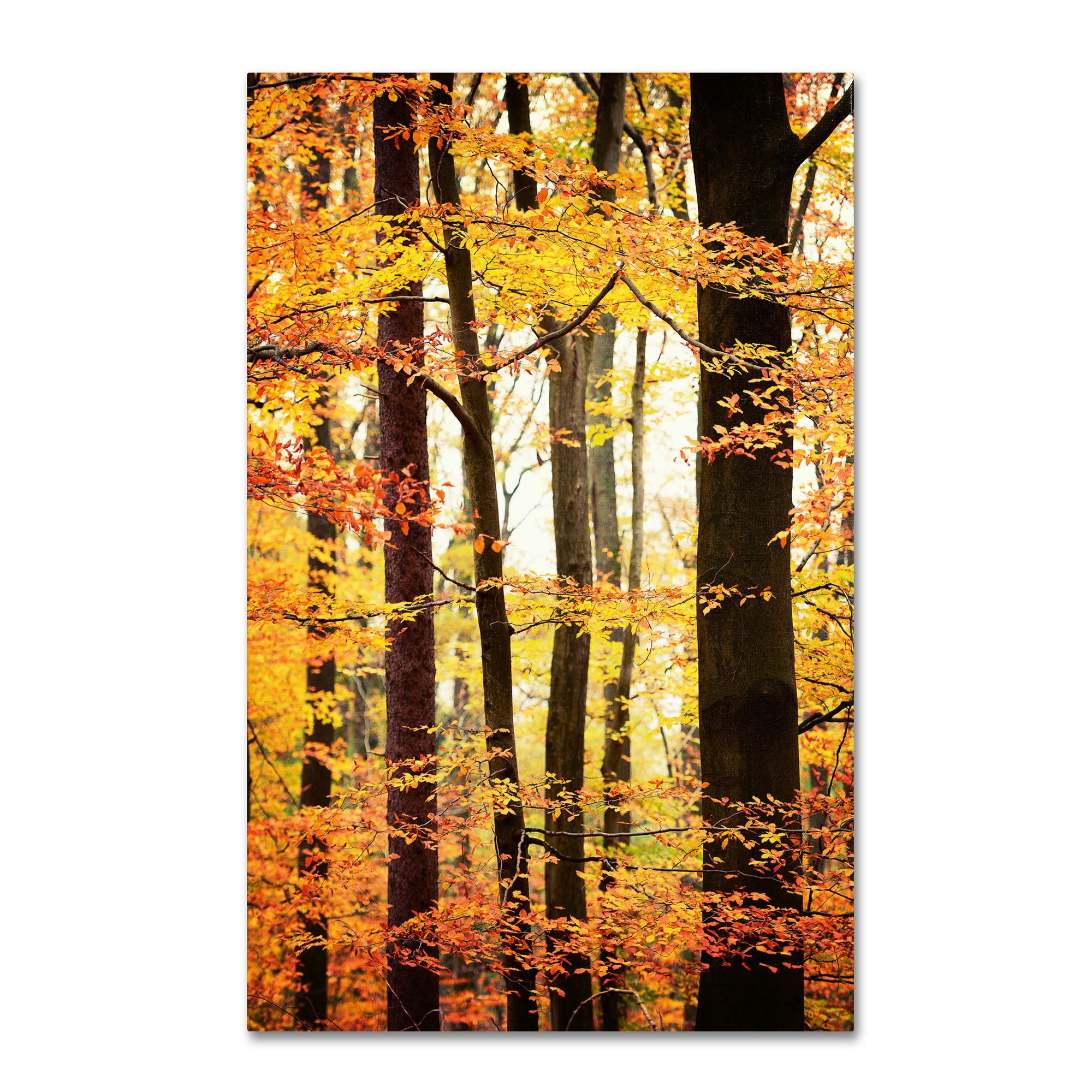 Trademark Fine Art "Between Us" Canvas Art by Philippe Sainte-Laudy
