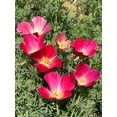 thumbnail image 6 of TomorrowSeeds - Carmine California Poppy Seeds - 6000+ Count - For 2026 Planting Pink Rose Purple, 6 of 9