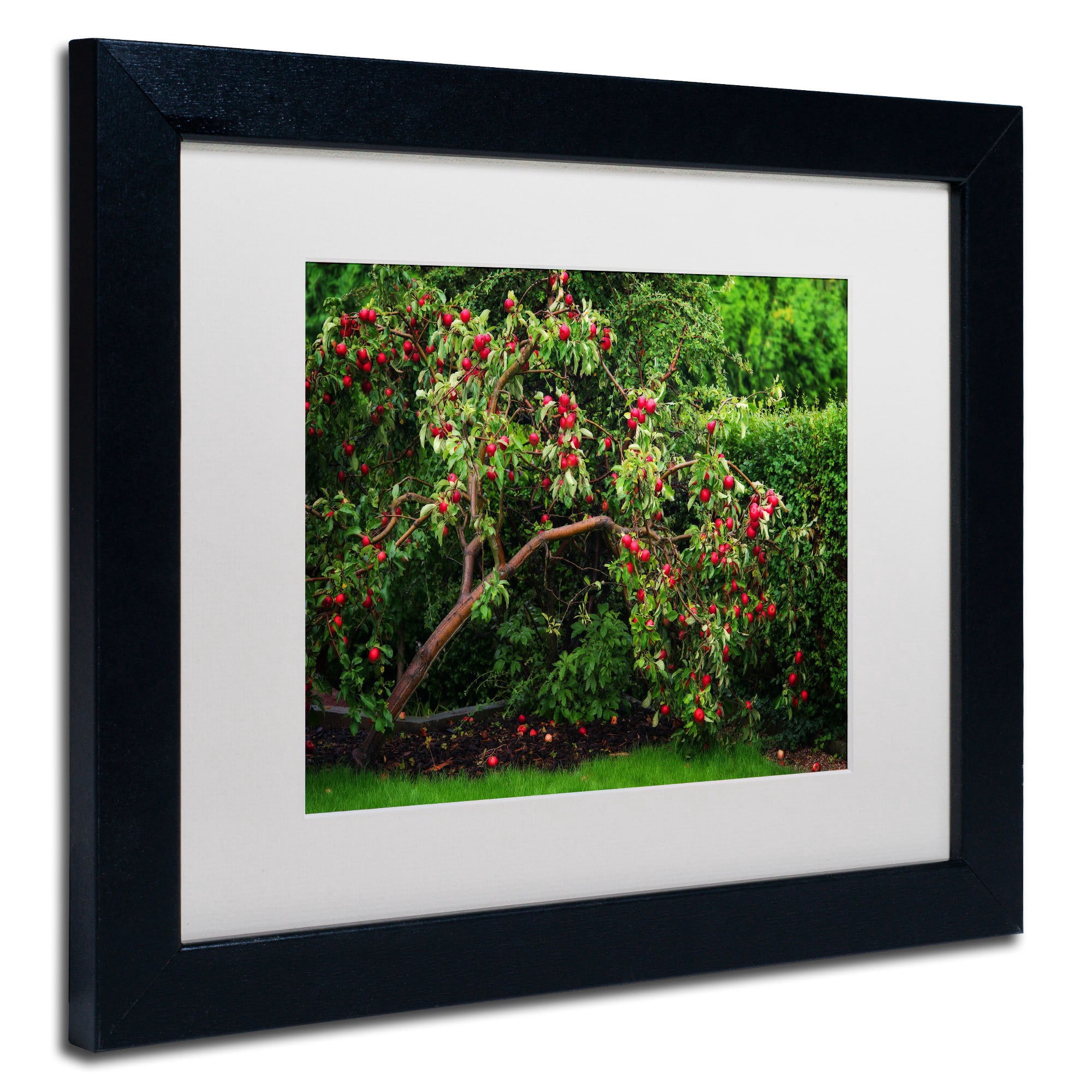 Trademark Fine Art "The Apple Tree" Canvas Art by Philippe Sainte-Laudy, White Matte, Black Frame