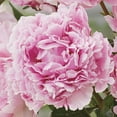 thumbnail image 4 of Expert Gardener Peony Sarah Bernhardt Set of 3 Dormant Bare Roots, Pink Perennial, Partial Sun, 4 of 9