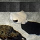 thumbnail image 4 of 20pcs Tanque de peces Placa inferior del filtro PVC Empalme Combinación Clapboard Filtro inferior (Negro), 4 of 5