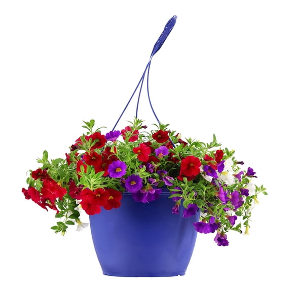 Expert Gardener 15" Red White & Blue Calibrachoa Live Plants in 7" Hanging Basket Full Sun