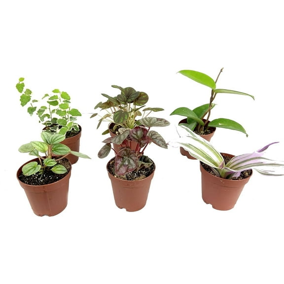 Indoor Fairy Garden Terrarium Houseplant Collection - 6 Live Plants in 2 Inch Pots - Grower's Choice Based on Health, Beauty and Availability - Florist Quality Air Purifying Indoor Plants