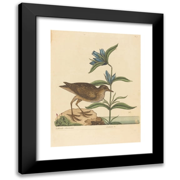 Mark Catesby 12x14 Black Modern Framed Museum Art Print Titled - The Soree (Rallus Virginianus) (1731-1743)