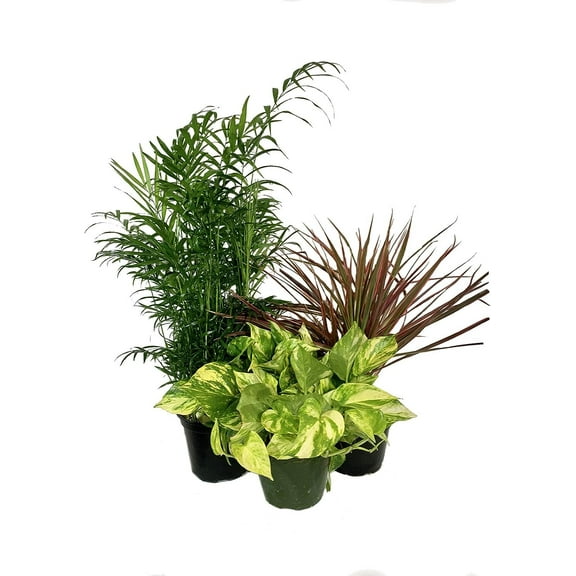 House Plants 4