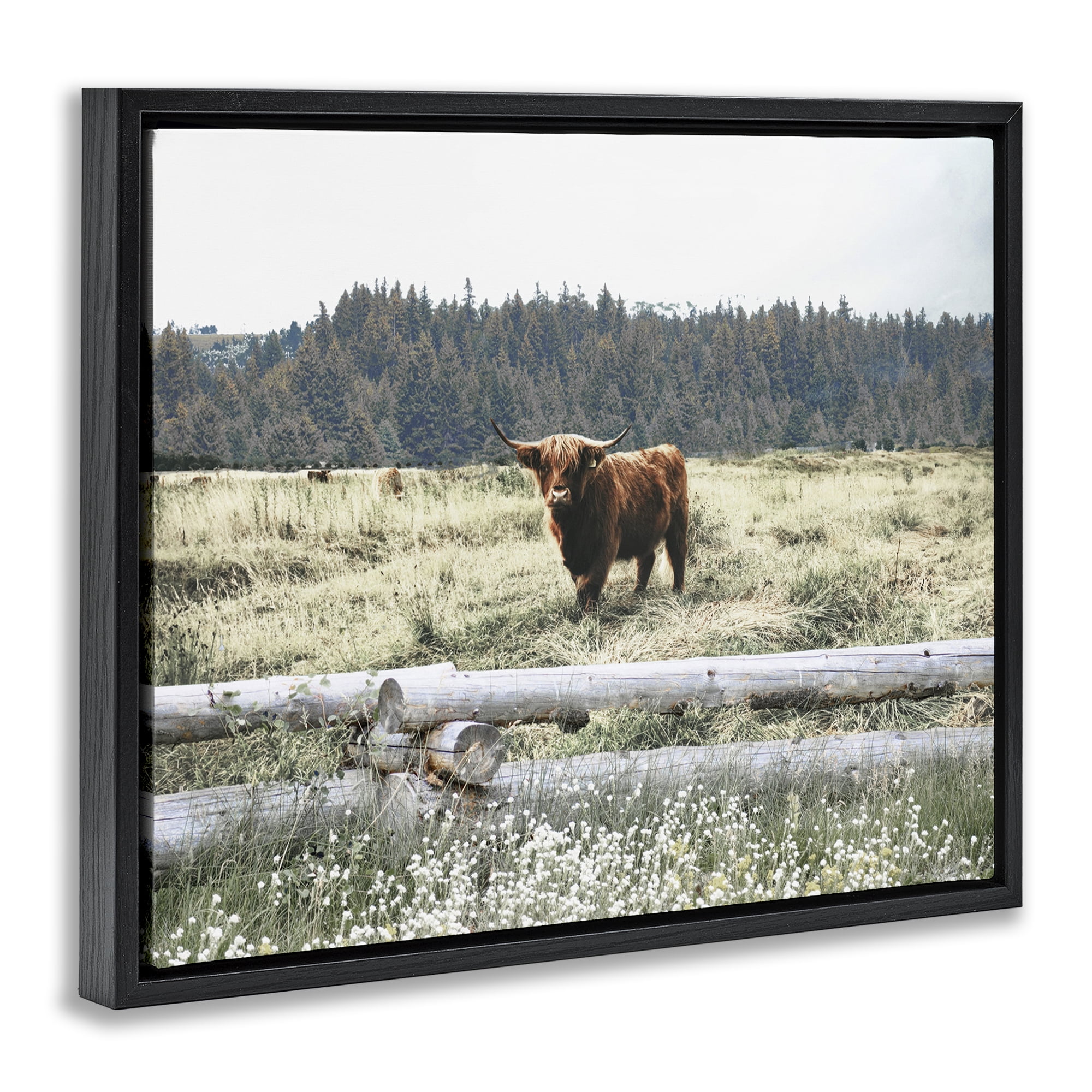 Stupell Industries Cattle Overlooking Fence Animals & Insects Photography Black Floater Framed Canvas Art Print Wall Art, 31 x 25