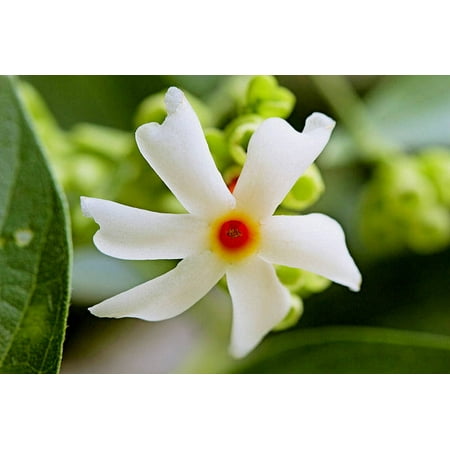 5 Very Rare seeds - Coral Jasmine -Hummingbirds Butterflies Love- Fragrant White Flowers - Tropical Plant seed -Nyctanthes arbor (Best Way To Raise Seeds)