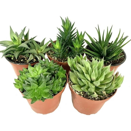 Artisan Grown Haworthia Succulent Collection  5 Live Haworthia Plants in 4 Inch Pots  Growers Choice - Hand-Picked for Beauty  Perfect Plant Assortment for Indoors or Outdoors