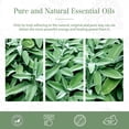 thumbnail image 5 of PHATOIL100% Pure Clary Sage Essential Oils for Diffusers, Hair Care, Skin, Aromatherapy, Humidifiers, 100Ml, 5 of 7