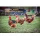 thumbnail image 2 of Paquete de 3 sillines de pollo Merry Holidays para gallinas Delantal con correas elásticas Protege la espalda de las gallinas pobres Durabilidad Ajuste correcto para gallinas Pato Ganso, 2 of 5