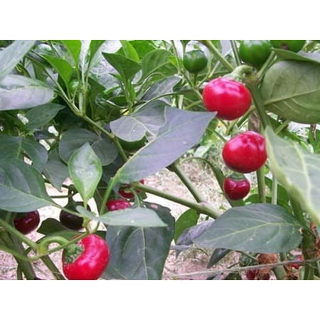 Pepper Sweet Red Cherry Great Heirloom Vegetable 20