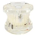 thumbnail image 1 of High quality Half side pathological tooth model laboratory hospital scientific, 1 of 1
