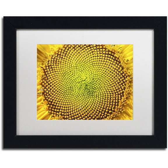 Trademark Fine Art "Cosmic Patterns in Nature" Canvas Art by Kurt Shaffer, White Matte, Black Frame