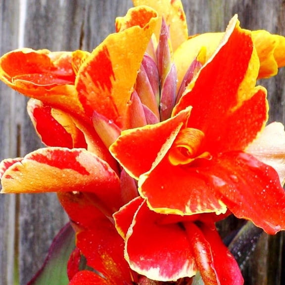 Lucifer Dwarf Canna Flower Bulbs - 3 Bulbs per Pack - Attracts Butterflies and Hummingbirds - Deer Resistant - Grows Well In Containers - Easy to Grow Live Plants - Outdoor Garden
