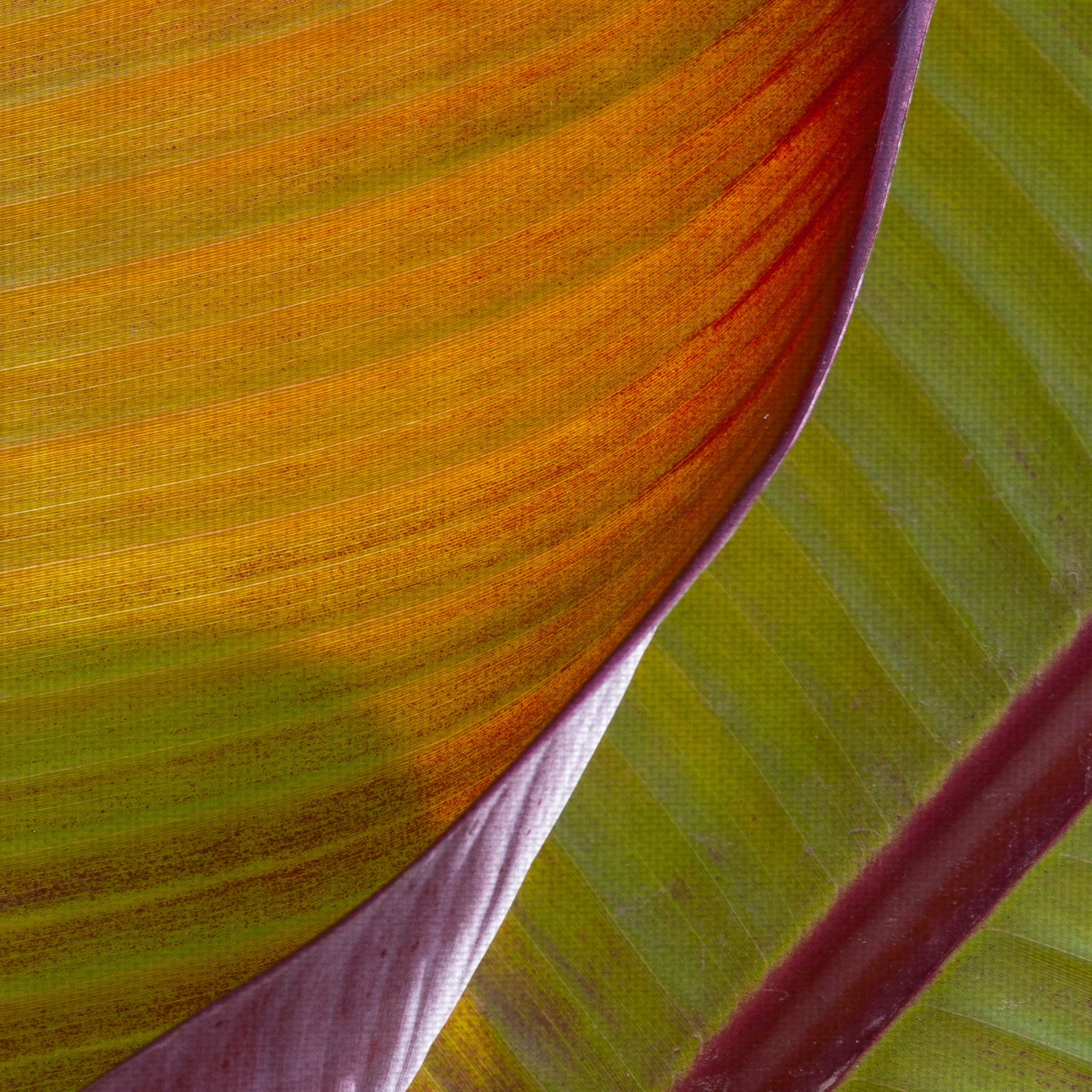 Masterpiece Art Gallery Fall Leaf Study II, IV by Robin Constable Hanson Floral Canvas Photo Art Print Set of 2 (18" x 24")