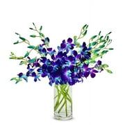 From You Flowers - Bright Blue Dendrobium Orchids for Birthday, Anniversary, Get Well, Congratulations, Thank You, All Occasions