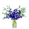 From You Flowers - Bright Blue Dendrobium Orchids with Glass Vase (Fresh Flowers) Birthday, Anniversary, Get Well, Sympathy, Congratulations, Thank You