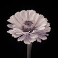 thumbnail image 2 of Frank, Assaf 15x15 White Modern Wood Framed Museum Art Print Titled - Zinnia flower, 2 of 4