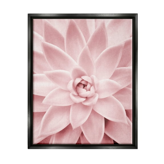 Stupell Industries Pastel Pink Succulent Botanical & Floral Photography Black Floater Framed Art Print Wall Art, 17 x 21