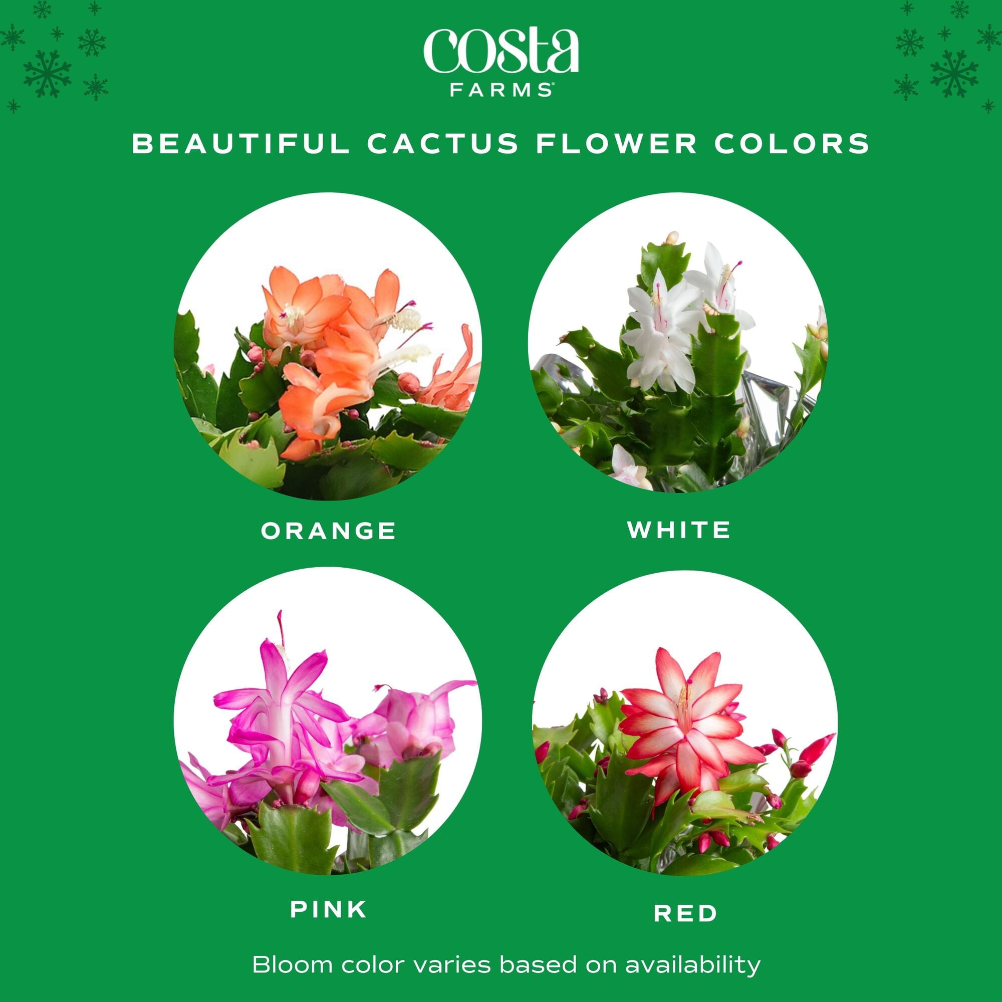Costa Farms 8" Tall, Holiday Cactus, Bright Indirect Sunlight, Indoor Live House Plants, 3-Pk