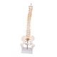thumbnail image 2 of Spine Model Teaching Aids Learning 17.7inch for School Biological Laboratory, 2 of 5