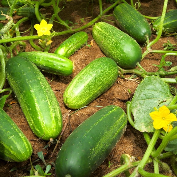 TomorrowSeeds - Boston Pickling Cucumber Seeds - 200  Count - For 2026 Planting Dark Green Kirby