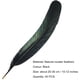 thumbnail image 4 of Pluma de gallo 40 piezas 25-30 cm / 10-12 pulgadas Pluma de cola de gallo natural negra Sombreros usados ​​Decoración de disfraces, Pluma de cola de gallo, 4 of 5