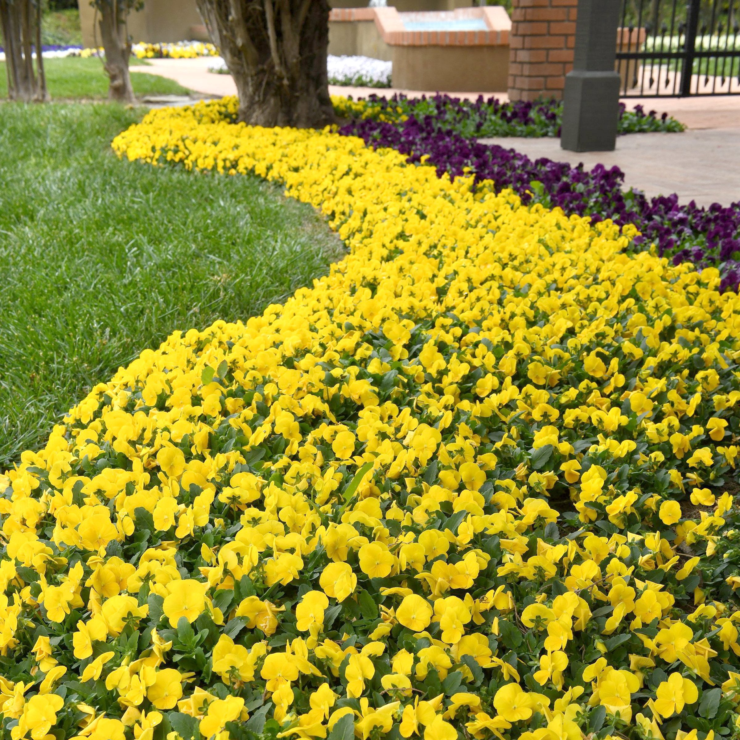National Plant Network 4 in. Viola Sorbet XP Yellow (16-Pack)
