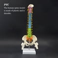 thumbnail image 4 of maskred Professional Anatomical Spine Model with Pelvis Spinal Column Model Science Supplies Improving Cognitive Ability, 4 of 6