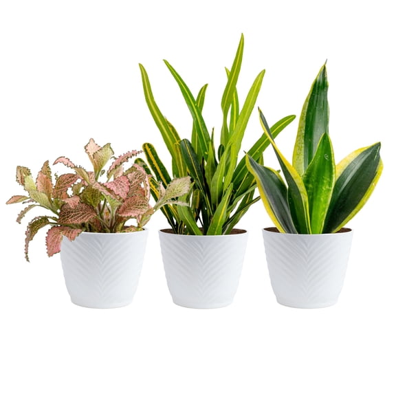 Costa Farms Live Indoor 16in. Tall Green Exotic Angel Assorted Foliage; Bright, Indirect Sunlight Plant in 6in. Tin Planter