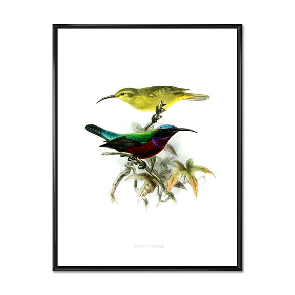 Designart 'Ancient Australian Birds XV' Traditional Framed Canvas Wall Art Print