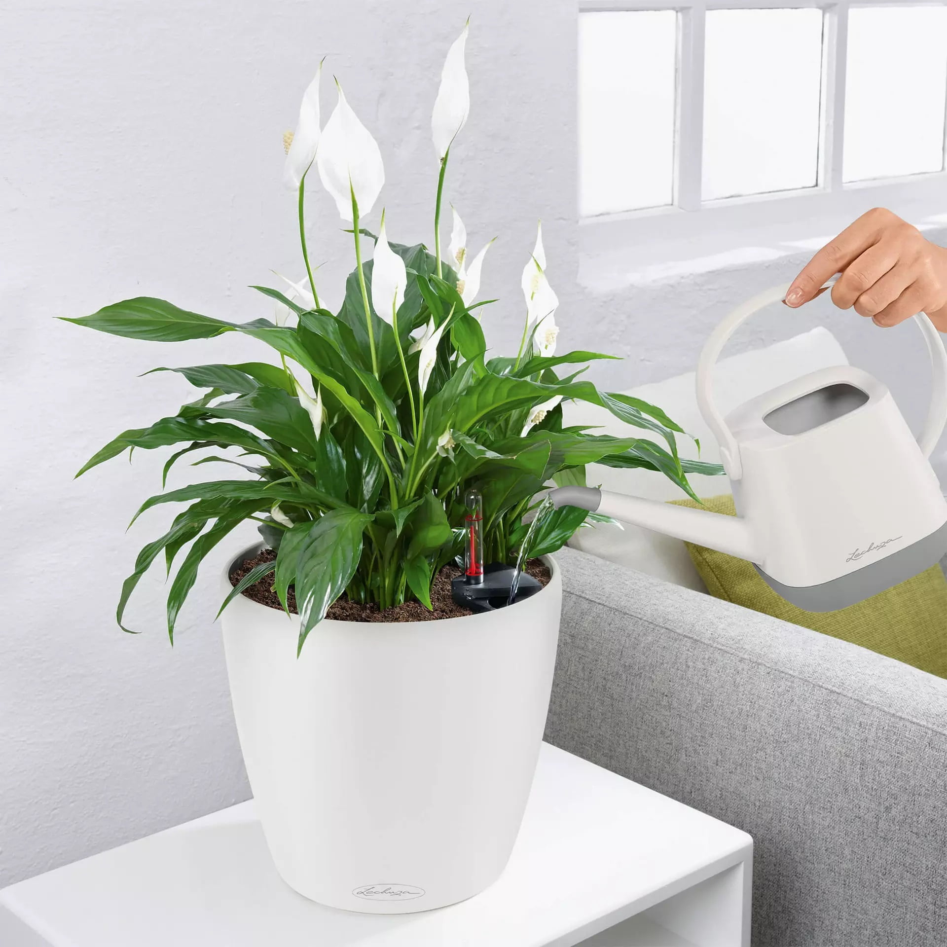 Lechuza Classico Self-Watering Polypropylene Indoor/Outdoor Planter