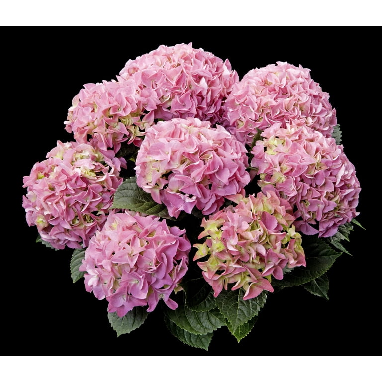 ☆hydrangea☆さま 専用です Expert Gardener 2.5QT Filtered Sun Flowering Hydrangea Shrub