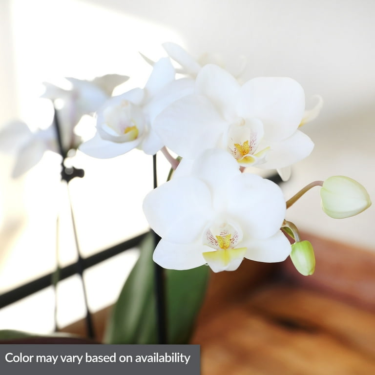 Just Add Ice 20-Pack Mini Assorted White Orchids Live Plant Party