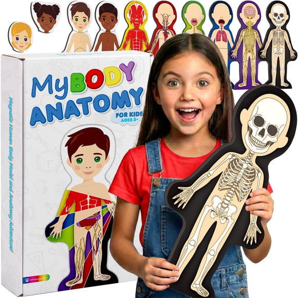Kit de rompecabezas magnético de 7 capas del modelo anatómico HMmagnets
