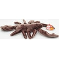 thumbnail image 6 of Ty Beanie Baby: Stinger the Scorpion | Stuffed Animal | MWMT, 6 of 7